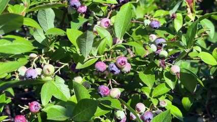 Appétit : les myrtilles, petites baies, grande gourmandise