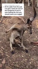 Kangaroo diaries only in Australia 🇦🇺