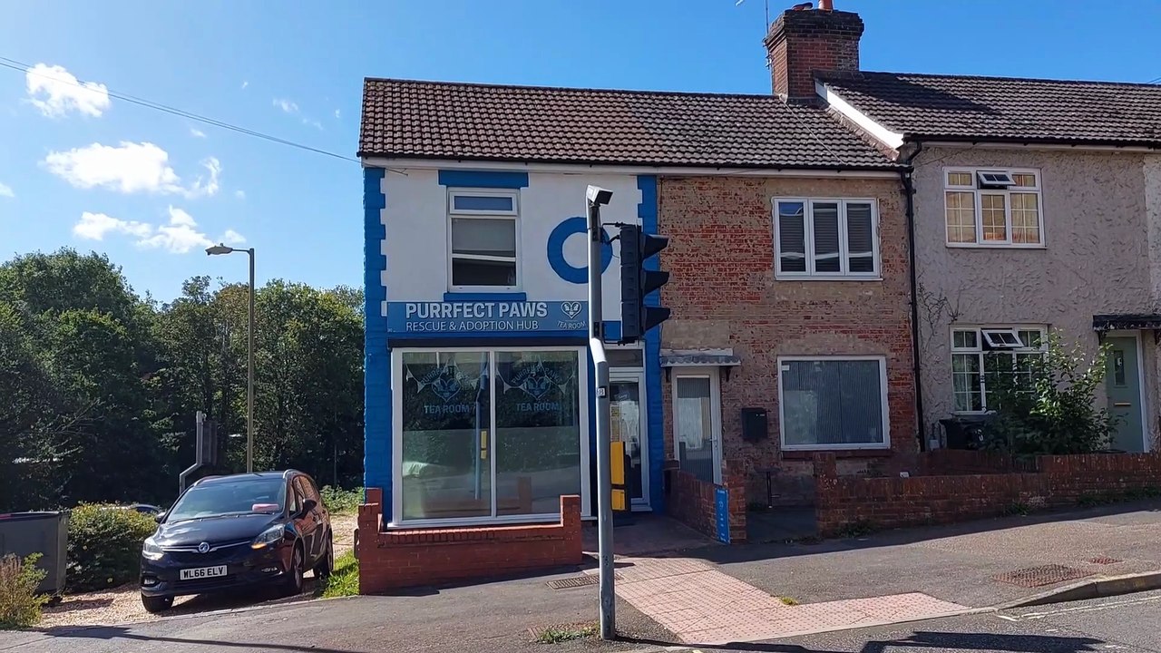 Purrfect Paws Feline Welfare cat adoption cafe open in Waterlooville