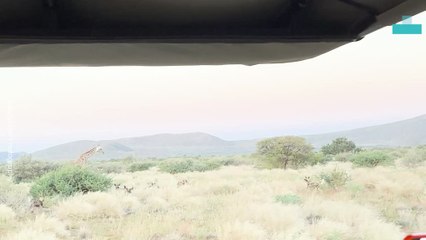 Giraffe Defends Calf