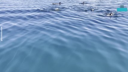 Incredible Moment Family Are Surrounded by Dolphins