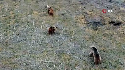 Ayı ailesi drone ile böyle görüntülendi