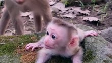 Cute baby monkey 14