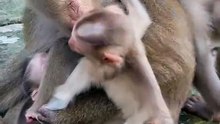 Cute baby monkey 15