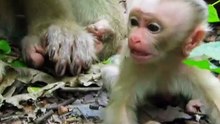 Cute baby monkey 11