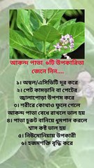 আকন্দ পাতার ৬ টি উপকারিতা জেনে নিন Learning Time BD