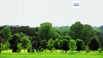 Waldbrände verwüsteten in Europa dreimal so viel Fläche wie im Vorjahr