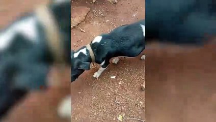 Debilitada e sangrando, cachorrinha não consegue dar à luz e internauta pede socorro