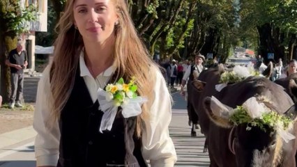 Val Rendena, il video della tradizionale sfilata delle mucche: eletta la reginetta