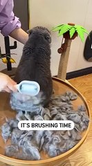 cat grooming brush