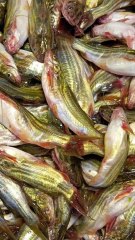 Fishing #fish #2025 #viral #tiktokviral