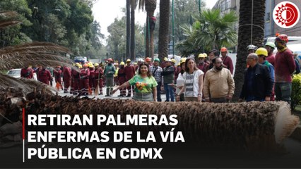 Retiran palmeras enfermas de la vía pública en CDMX