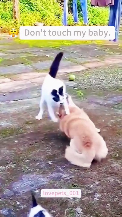 The mother cat protects her kittens.#cat #cats #catsoftiktok #catlover #funny #funnyanimals #foryou