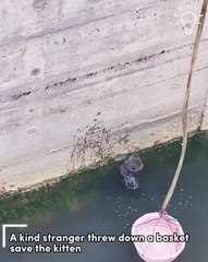 Rescuing a kitten that had fallen in the river