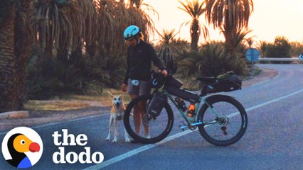 Stray Dog Follows Cyclists Across The Sahara Desert