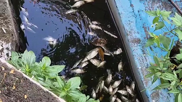 Aparecen miles de peces muertos en la Laguna de las Ilusiones, en Villahermosa