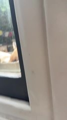 Fox Sleeps Peacefully On Woman's Window