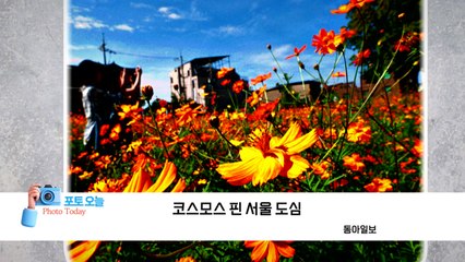 [포토오늘] 코스모스 핀 서울 도심  / YTN