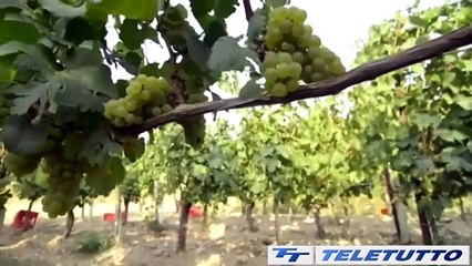 Video News - Agricoltura: Europa e dazi le sfide del settore