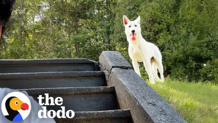 Couple Spends Months Trying To Rescue A Dog On The Run