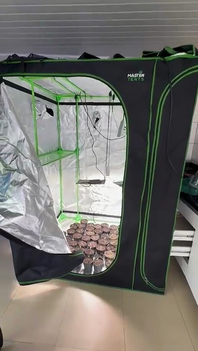 VÍDEO: Casa vazia surpreende ao revelar cultivo de 120 pés de maconha na Grande Florianópolis