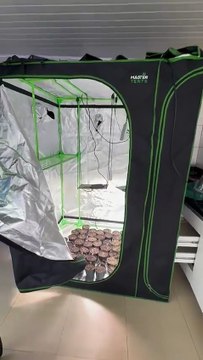 VÍDEO: Casa vazia surpreende ao revelar cultivo de 120 pés de maconha na Grande Florianópolis