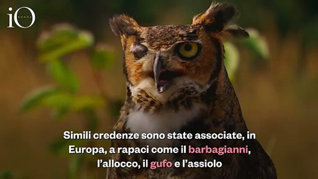 Venerdì 17, dai gatti neri agli animali esotici: la superstizione mette a rischio la biodiversità