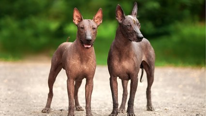 10 Popular Dog Breeds That Could Disappear Forever