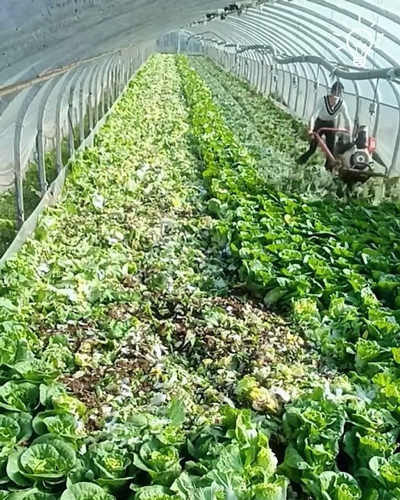 It's time for some harvesting!