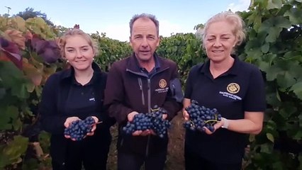 Halfpenny Green vineyard in West Midlands predicts a record grape harvest after Britain's baking summer