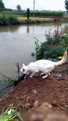 The cat 🐈 cooking  videos