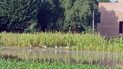 Birds searching for food in the water