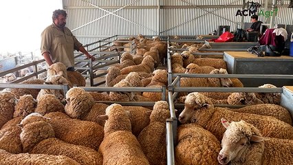 Sheep shearing returns near St George after 2023 mini-tornado