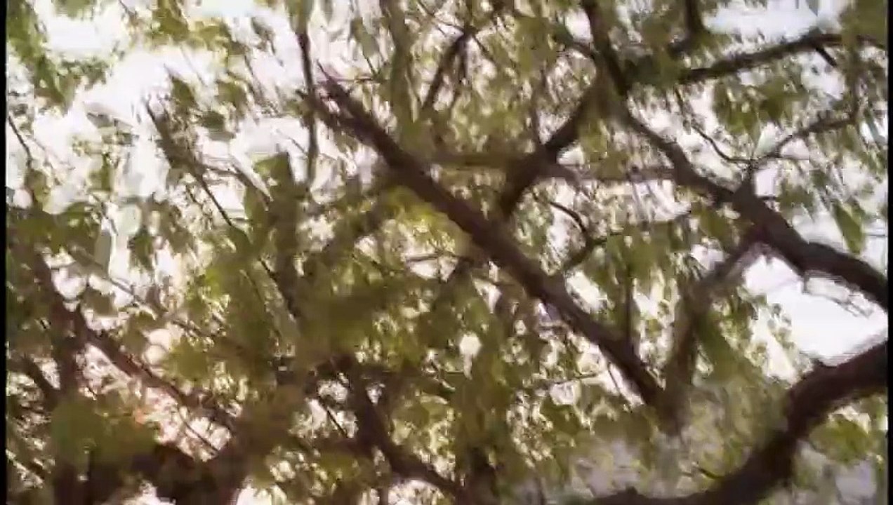 Billy Graham - Ein Leben für die gute Botschaft | movie | 2008 | Official Trailer