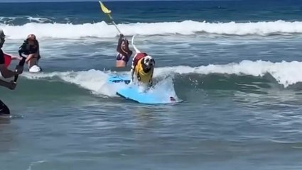 Dogs hit the waves at annual Californian surf-a-thon