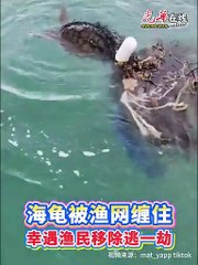 渔民勇救濒危海龟，放生海中赢得众人掌声 🐢