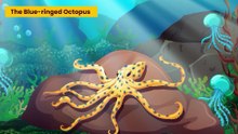 THE BLUE-RINGED OCTOPUS ! Is Australia Really That Dangerous?