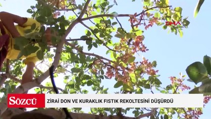 Zirai don ve kuraklık fıstık rekoltesini düşürdü