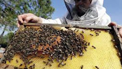 Stagione del miele in chiaroscuro: ecco come ? andata