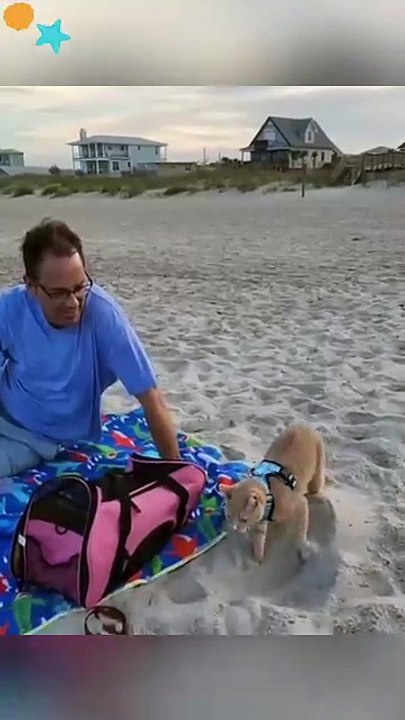 Cat on the beach 🏝️ 😹
