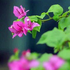 Osin Âm Mưu Dụ Dỗ Ông Chủ, Làm Hại Chính Thất