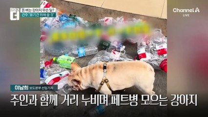 돈 버는 강아지 무슨 일?…페트병 모아 2백만 원 수익