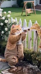 Don't mess with orange cat🐱🐱