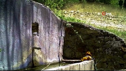 Uludağ'ın zirvesi doğal hayvanat bahçesi