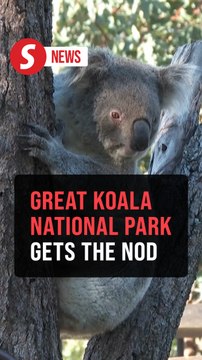 Australia's state government approves creation of Great Koala National Park