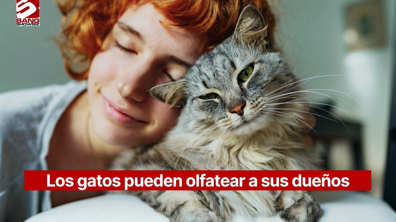 Los gatos pueden olfatear a sus dueños