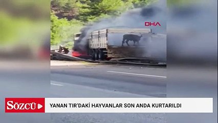 Otoyol'da TIR yandı, büyükbaşlar son anda kurtarıldı