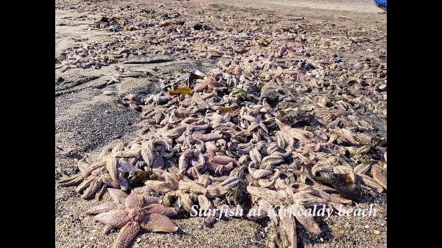 Starfish at Kirkcaldy beach