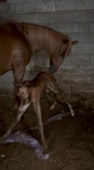 Baby Horse Slips While Trying to Take Their First Wobbly Steps