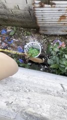 Man Rescues Cat Using Basket from Window